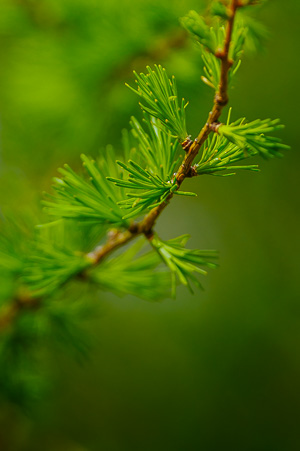 Ornamental Green