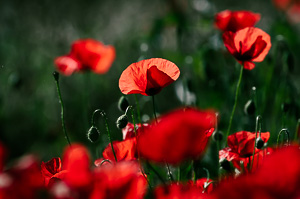 Poppy II