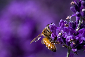 Purple and Gold