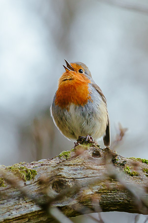 Robin song