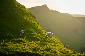 Sheep on Parkhouse Hill III by Adam Lack