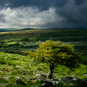 Tree and Tor