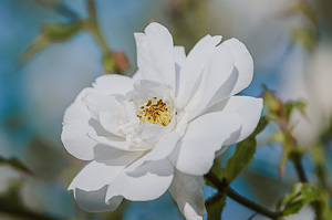 White Rose