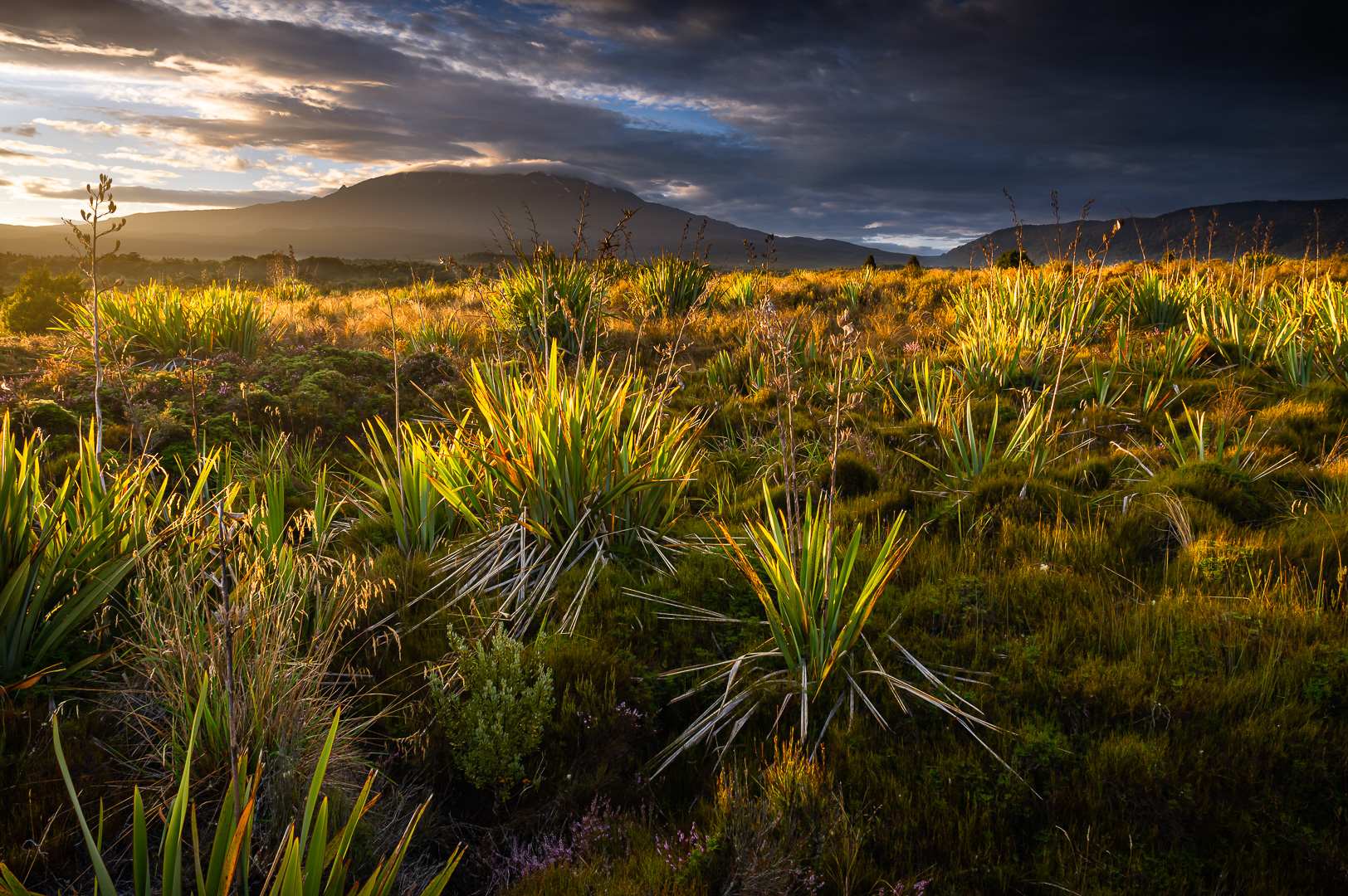 Tongariro Dawn by Adam Lack