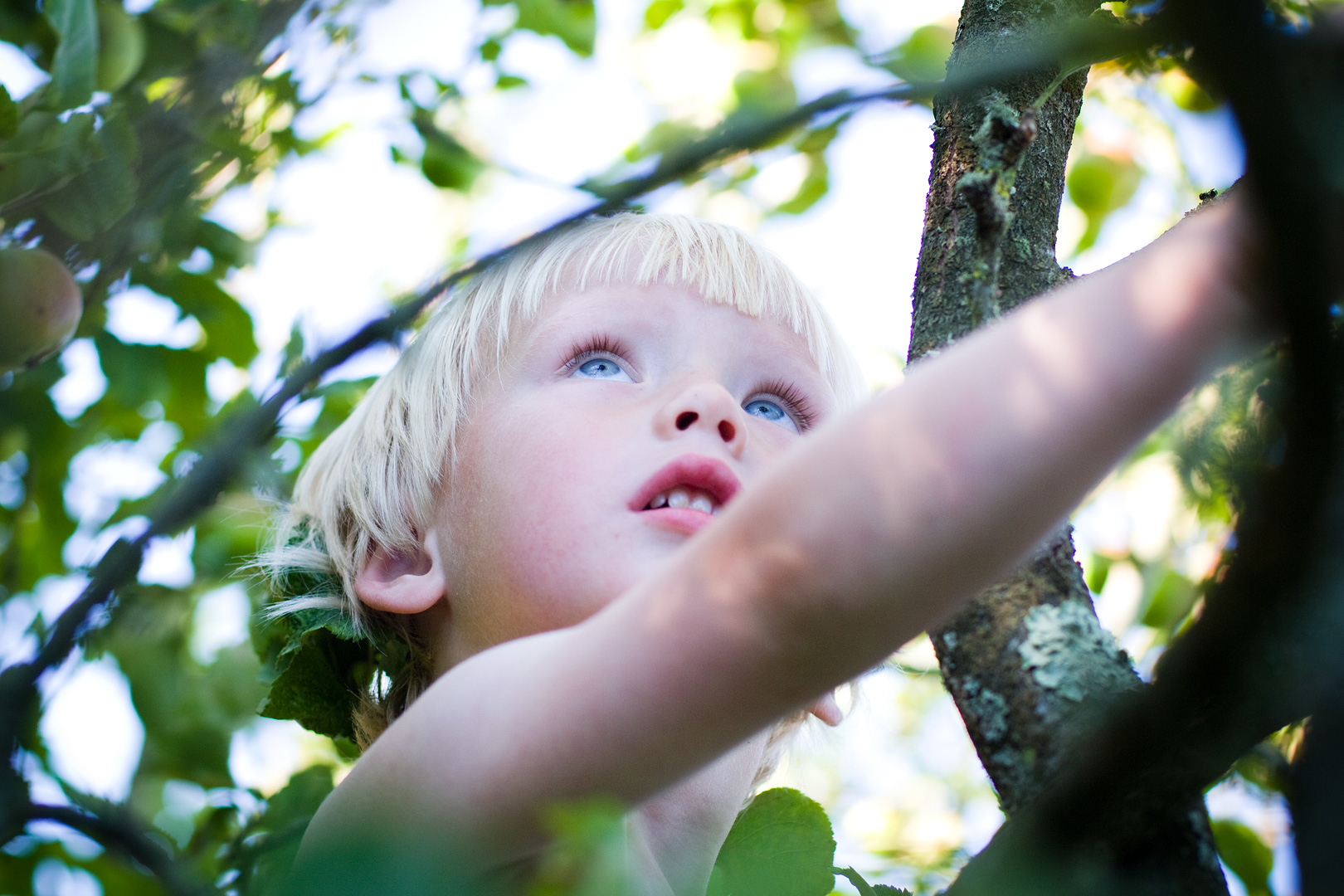 Tree Climber by Adam Lack