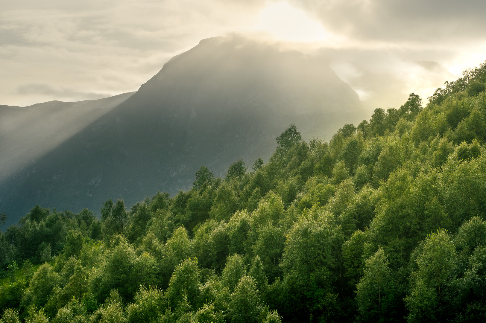 Trees and Rays by Adam Lack