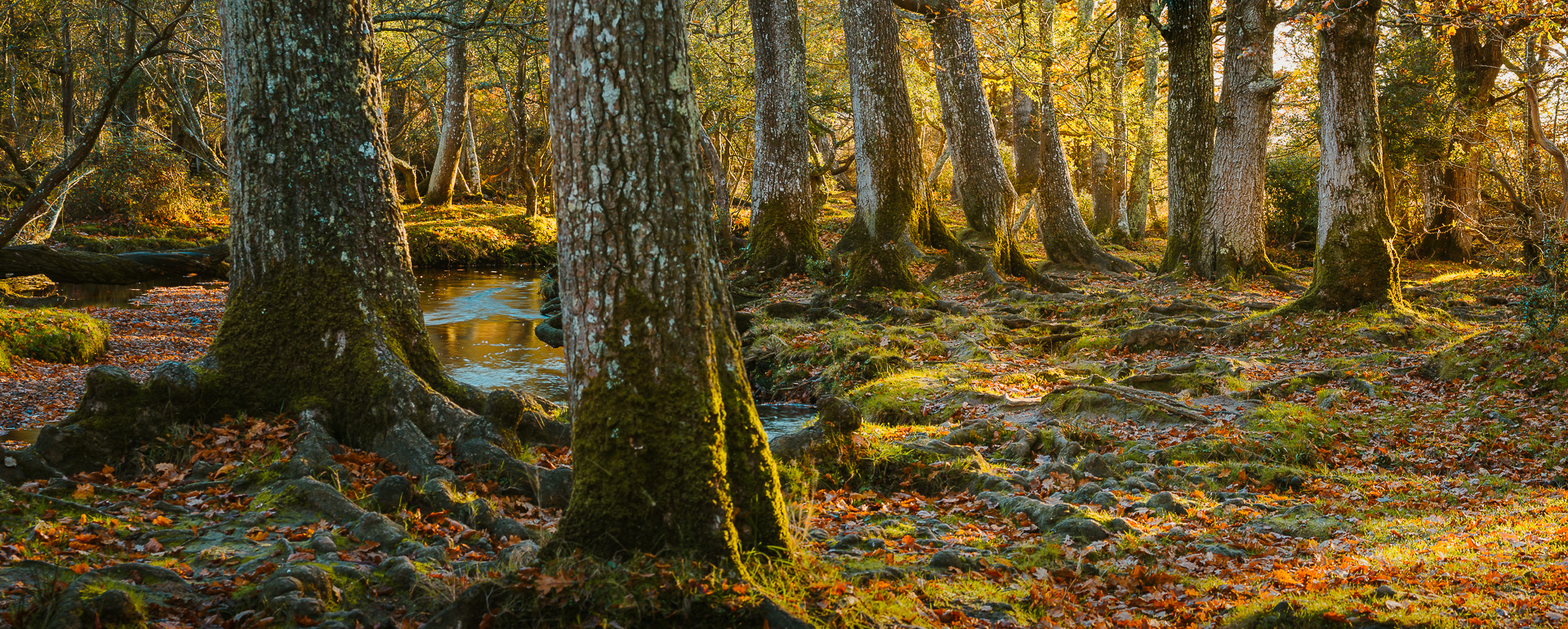 Trunks of Puttles Bridge by Adam Lack