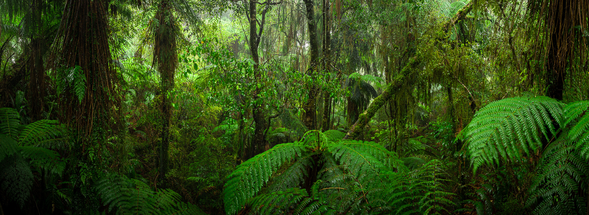 West Coast Rainforest by Adam Lack