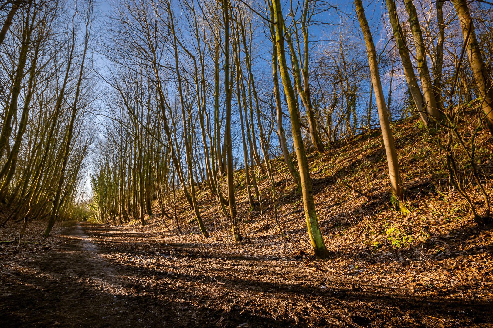 Winter Watercress Way by Adam Lack