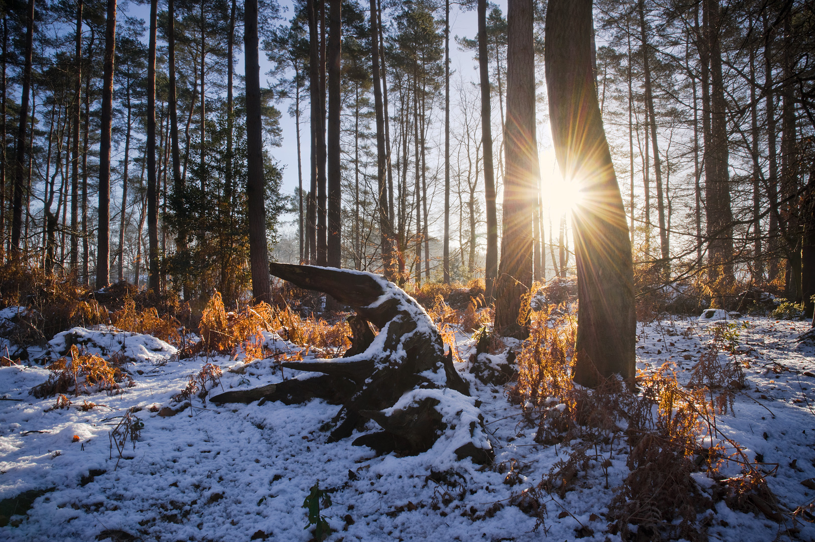 Wintersun by Adam Lack